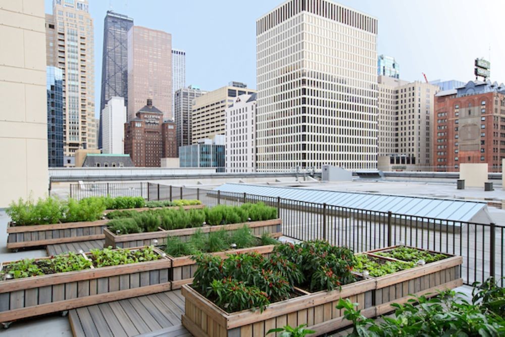 Chicago Marriott Downtown Magnificent Mile's Rooftop Garden