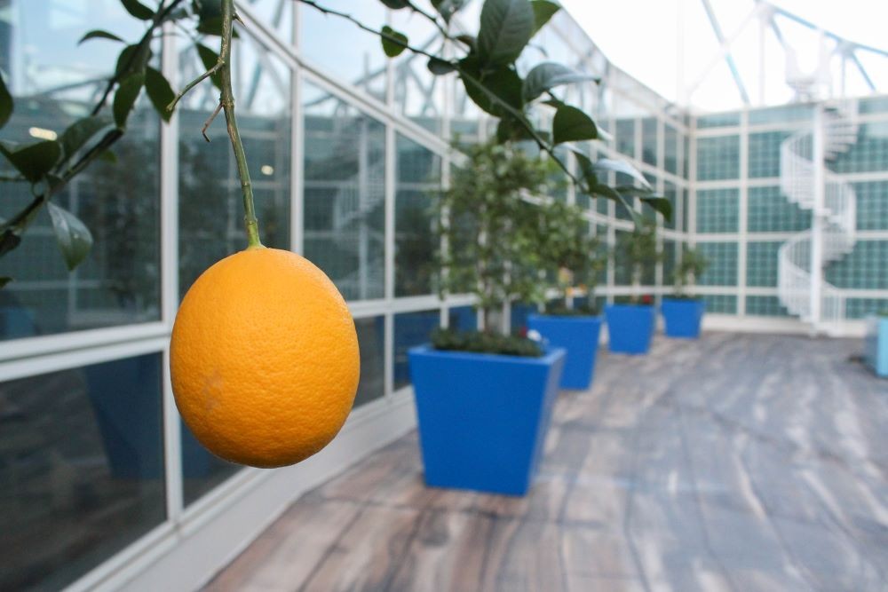 Rooftop garden, Los Angeles Convention Center.