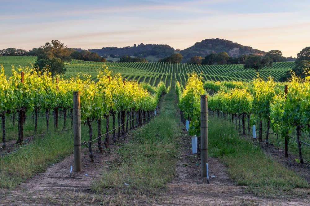 Sunset over the vineyards of Healdsburg, California