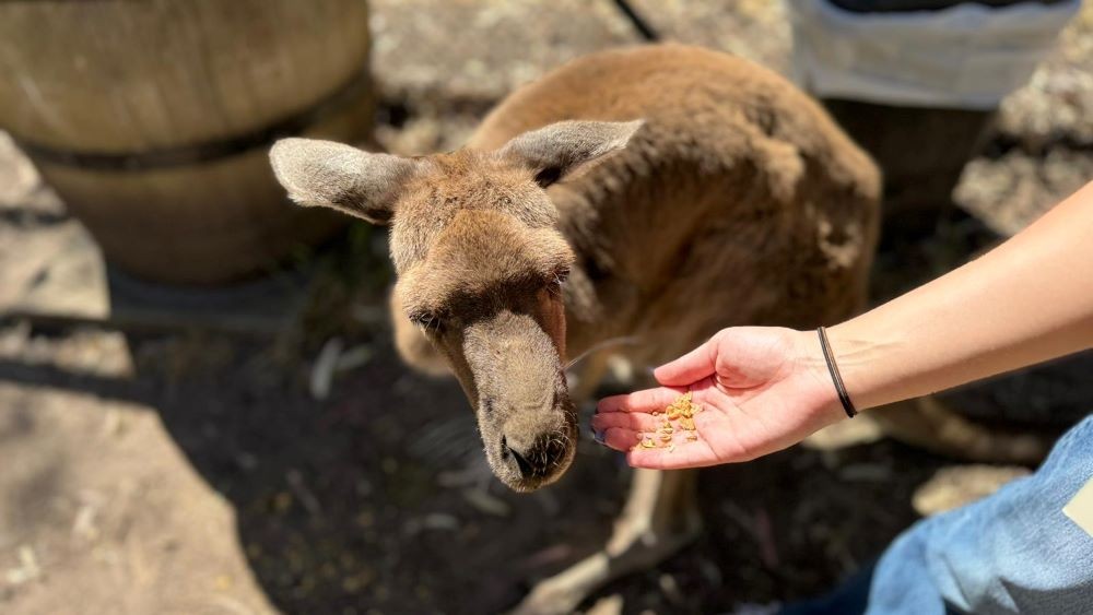 Feeding kangaroos in Cairns, Australia