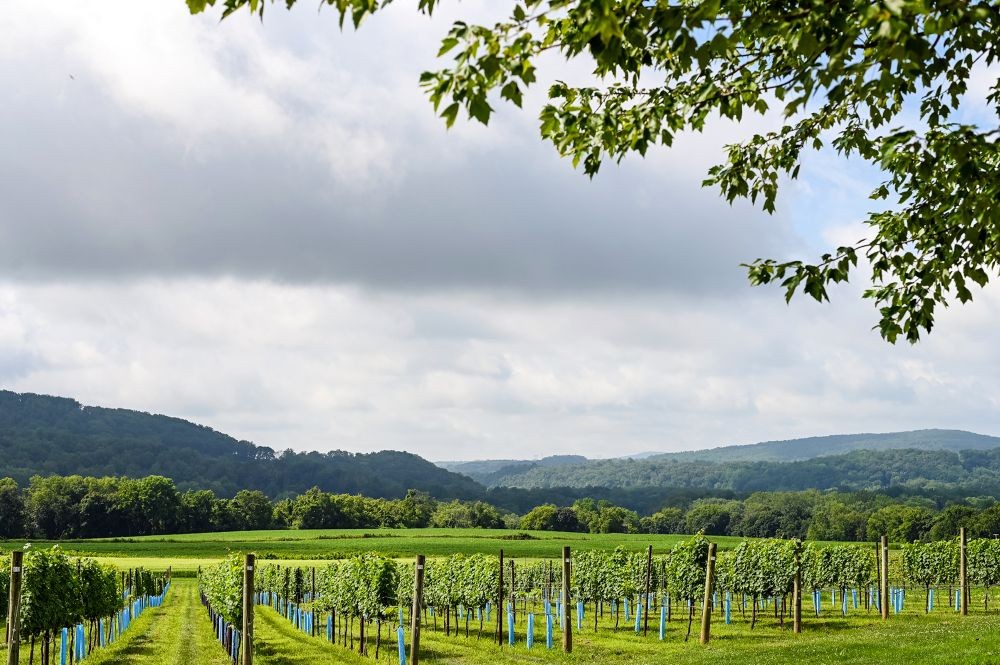 Panoramic view, Villa Milagro Vineyards