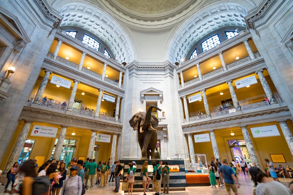The Smithsonian Natural History Museum, with a crowd gathered around an exhibit of an elephant.