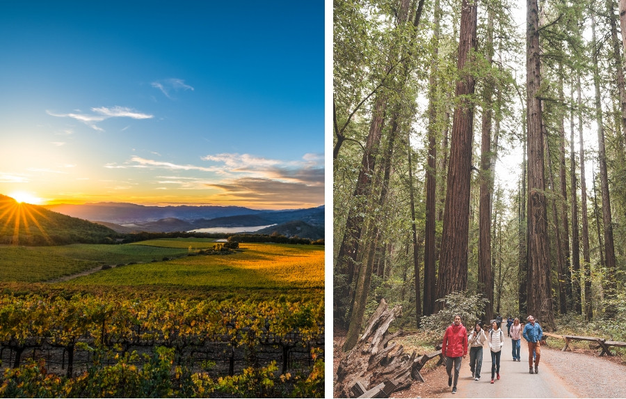 Collage of Chateau Montelena (left) and Armstrong Redwoods State Park.