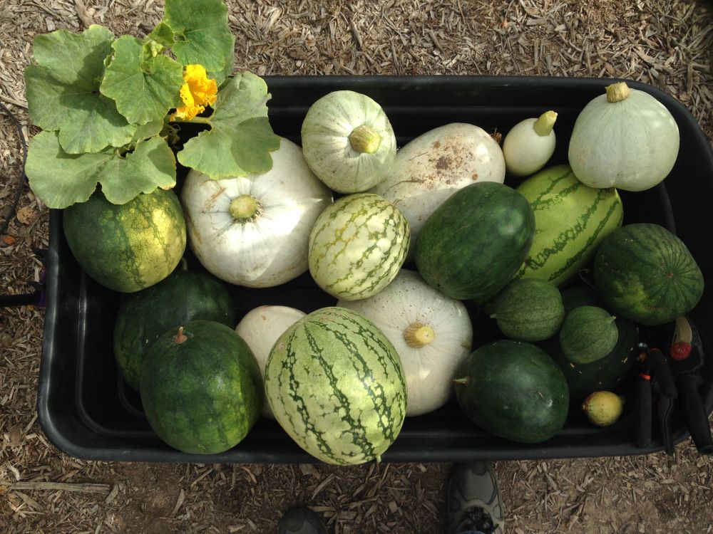 Mission Gardens squash and other veggies