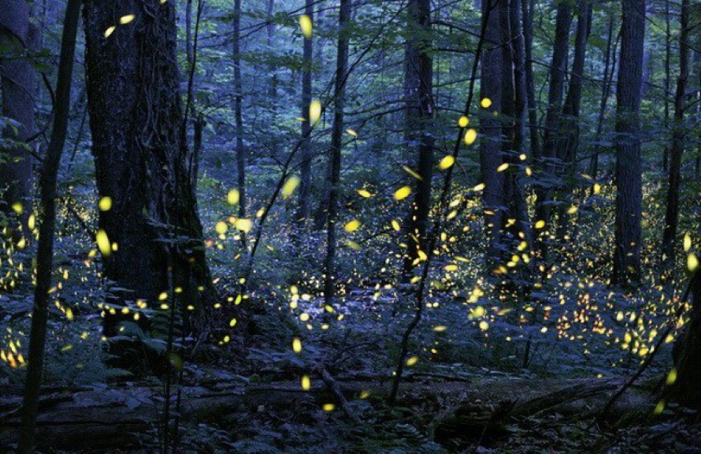 Synchronous Fireflies.