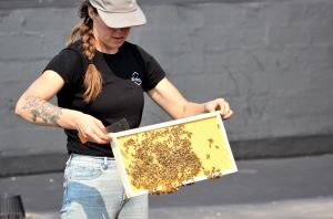 Tanger Outlets bee colony, Atlantic City.