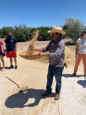 Winnowing wheat at Mission Garden