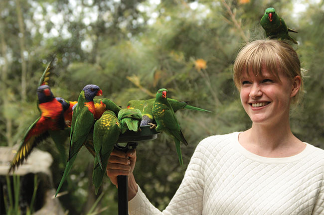 Lone Pine Sanctuary, queensland Lone Pine Sanctuary, queensland
