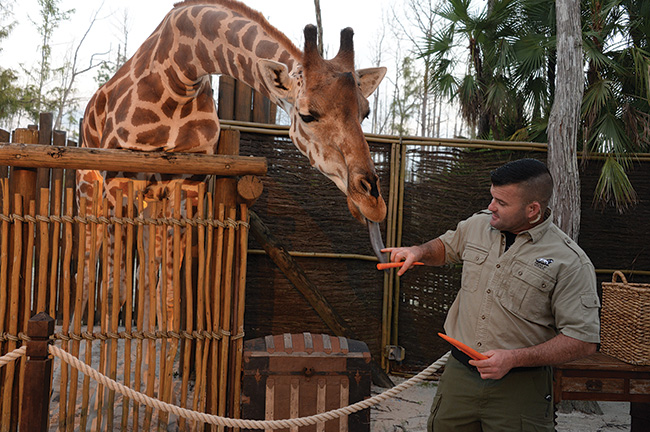 Coulter the Giraffe Coulter the Giraffe