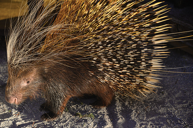 Porky the African Crested Porcupine Porky the African Crested Porcupine